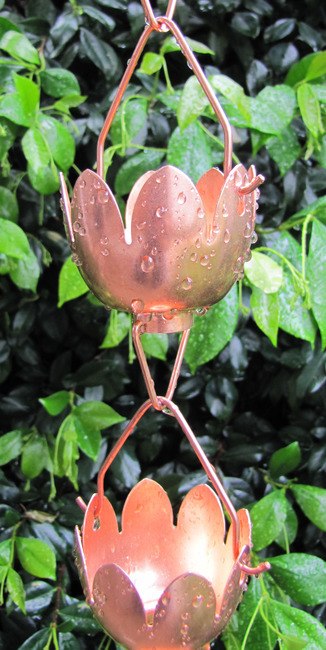 Lotus Lily Blume 8-ft