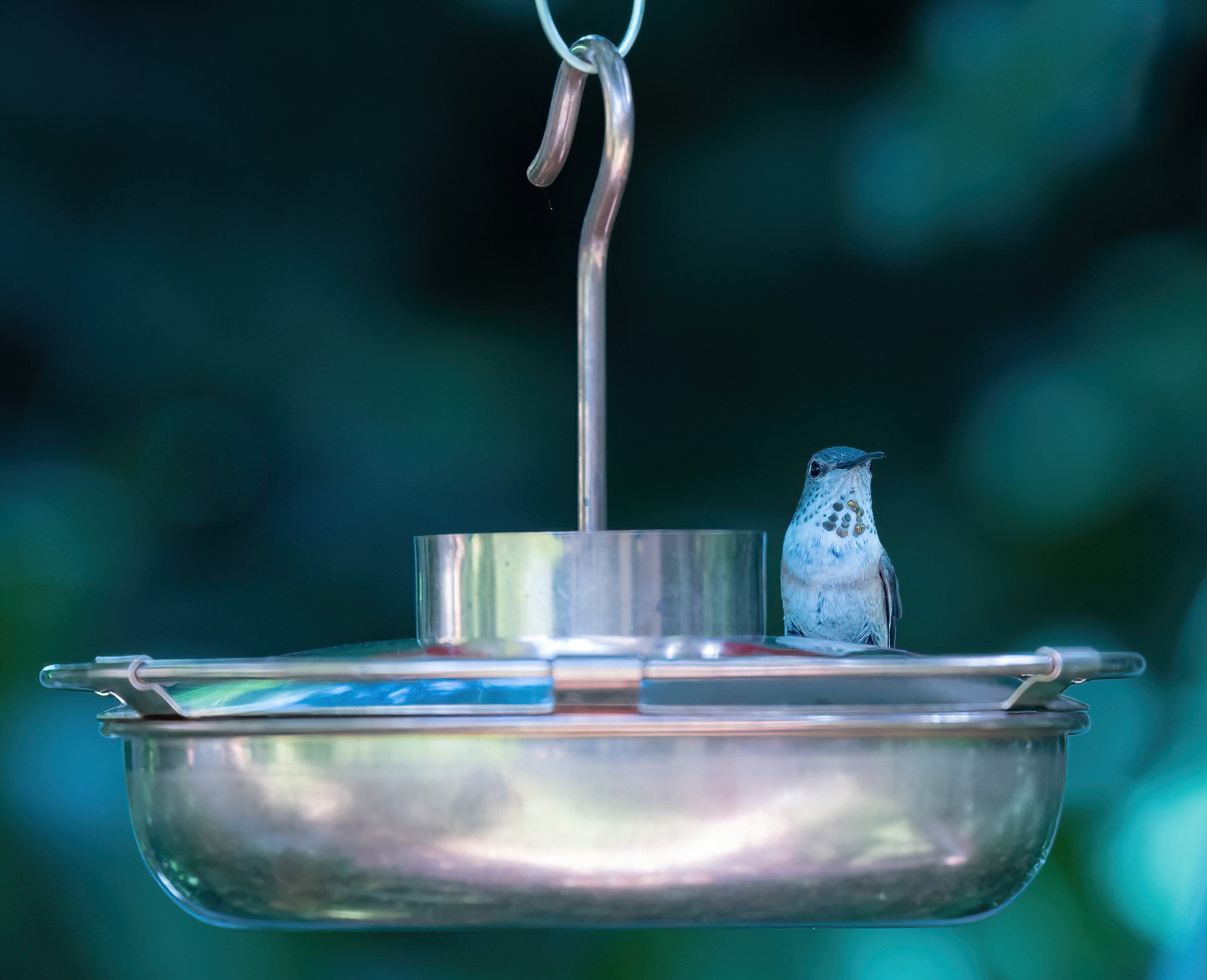 Reines Kupfer-Kolibri-Feeder
