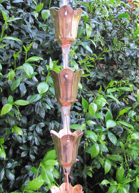 Kupferregenketten-Tulpe (2-ft Extension)